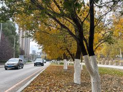 -长白岛森林公园