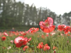 -富田农场