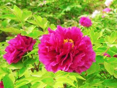 -莲花池公园