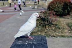 -玄武湖景区-情侣园游乐场