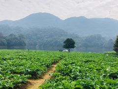 -广州市石门国家森林公园
