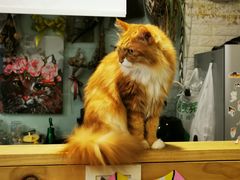 -平行世界·猫咖(首经贸店)