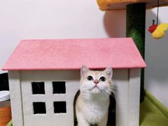 -Bastet sally猫舍购宠(静安店)