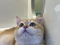 -小猫来了·猫舍(红山六九七九店)