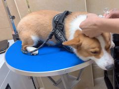 -佳雯宠物医院·皮肤科·内外科(春晓路分院)