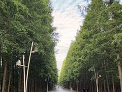 -日照海滨国家森林公园