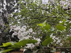 -昆山城市生态森林公园