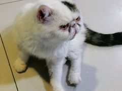 -平行世界·猫咖(首经贸店)
