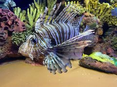 -上海海洋水族馆