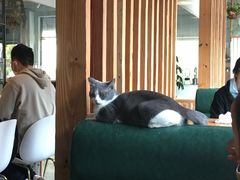-吉丁鸟咖·异宠·寄养