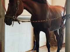 -北京群众马术培训基地