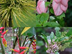 -中国科学院西双版纳热带植物园