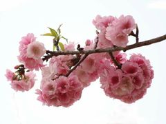-天适樱花悠乐园