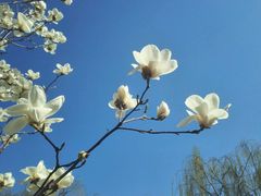 -紫竹院公园冰场