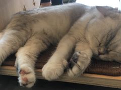 -飞行喵MR PILOT|猫舍·猫咖(静安大融城店)