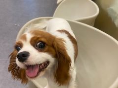 -有喵·猫咖·狗咖·40+猫狗有小奶狗(岗厦店)