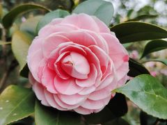 -中国科学院华南植物园