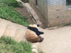 -都江堰中华大熊猫苑