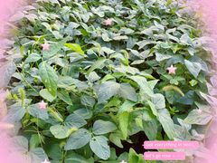 -砂之船奥特莱斯(合肥店)