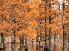 -白鹭湾湿地公园