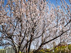 -桃花堤公园