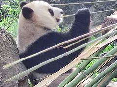-都江堰中华大熊猫苑
