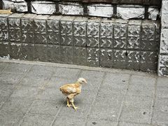 -老七家湾第一锅贴店(岗虹苑小区店)