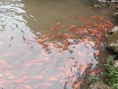 -刘伯温故里景区百丈漈