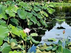 -金银湖国家城市湿地公园
