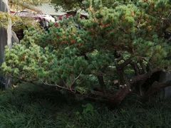 -侵华日军南京大屠杀遇难同胞纪念馆