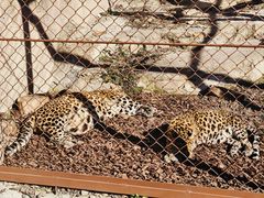 -大连森林动物园