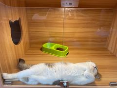 -猫十亿·布偶金渐层·曼基康矮脚猫舍(青年路店)