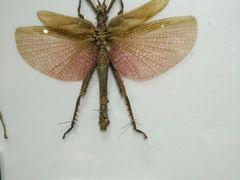 -上海昆虫博物馆