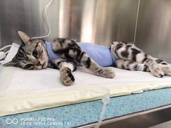 -康乐宝动物医院