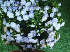 -了凡国风主题茶馆·咖啡(武侯祠锦里店)