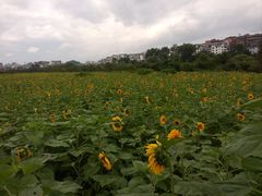 -贵阳市花溪国家城市湿地公园