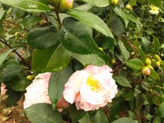 -石家庄市植物园