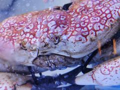 -澜棠海鲜(余姚阳明古镇店)