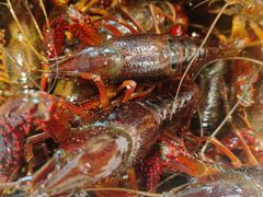 -三个渔夫·蒸汽海鲜(小白楼店)