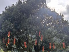 -广州市石门国家森林公园