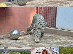 -青藏高原野生动物园