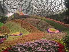 -花之城