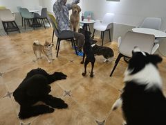 -Let's go狗咖·猫咖·奶狗·桌游(春熙路IFS店)