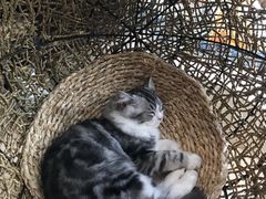 -飞行喵MR PILOT|猫舍·猫咖(静安大融城店)