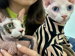 -北京观赏动物医院·24小时大型综合·猫专科·异宠专科
