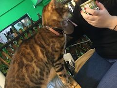 -李小姐の猫咖啡馆(五角场店)