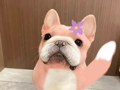 -萌宠之家·腊肠犬·马尔泰·小体犬舍