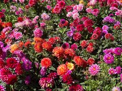 -青藏高原野生动物园