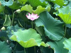 -黄海国家森林公园