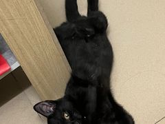 -创凡宠物医院·骨专科  猫科中心(西乡分院)